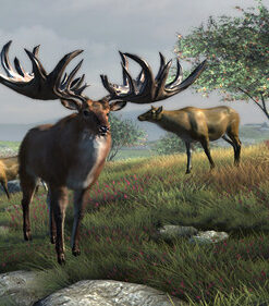 Big Buck Hunter Reloaded - 42
